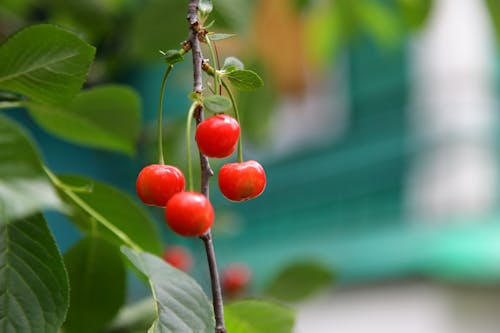 Photos gratuites de aliments, aliments sains, arrière-plan flou