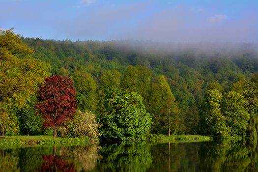 Serene forest with lush trees and calm lake reflections under a gentle fog.