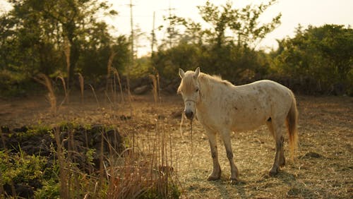 Free A White Horse Stock Photo