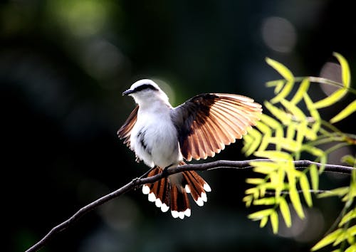 White and Brown Bird on Tree Branch