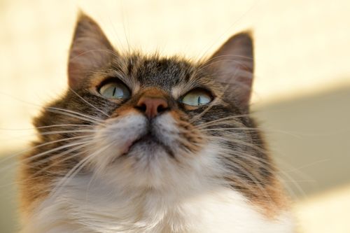 Free A fluffy tabby cat gazes upwards, showcasing its whiskers and fur detail. Stock Photo