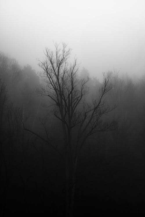 Grayscale Photo of a Bare Tree