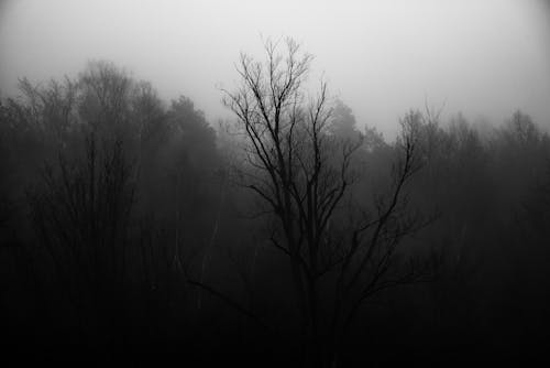Základová fotografie zdarma na téma bezlistý, černý a bílý, holé stromy