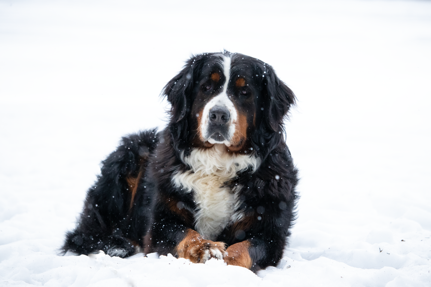 Bernese Mountain Dog Growth Chart Your Puppy's Health Guide