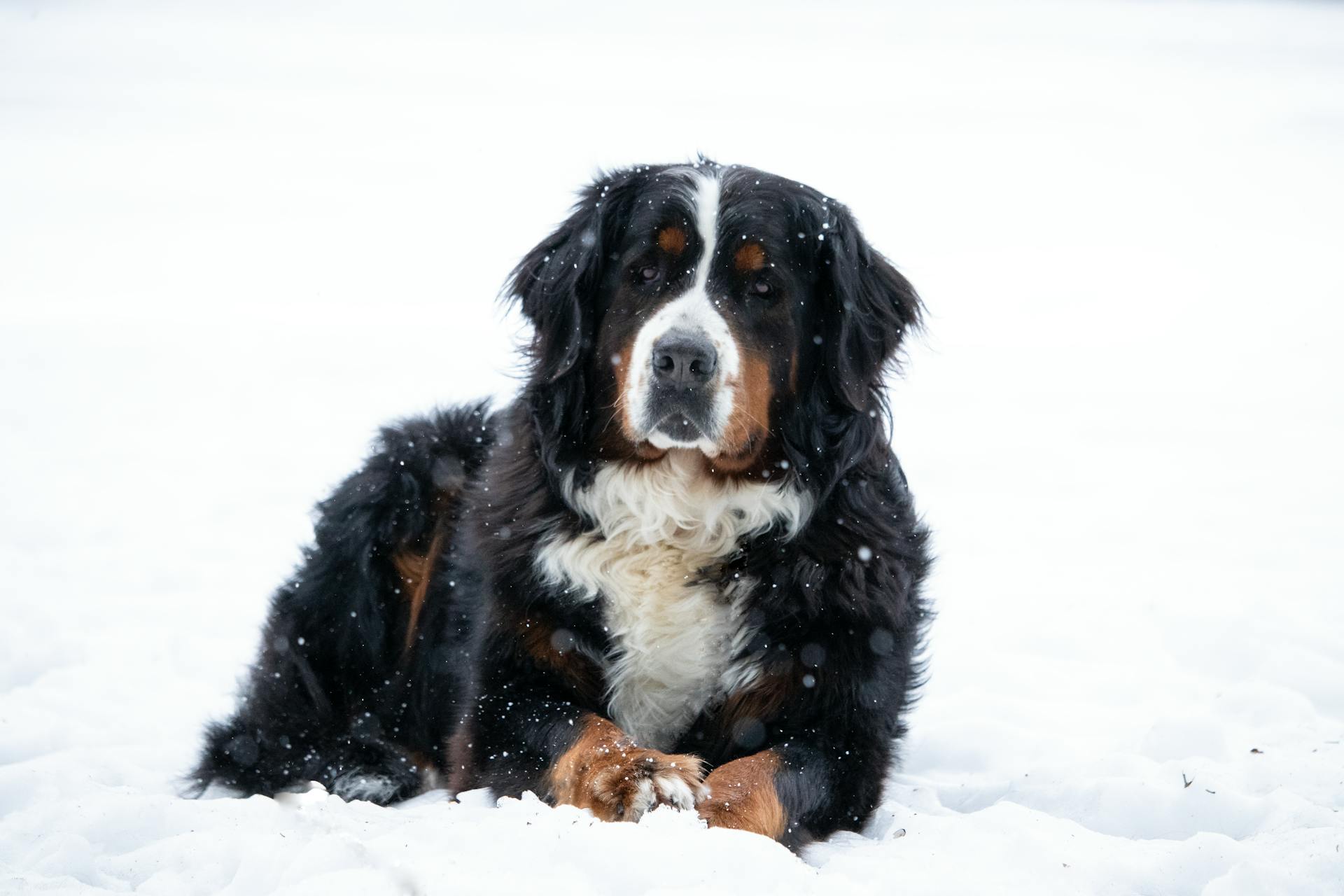 Een close-up van een bernesse berghond die op een met sneeuw bedekte grond ligt