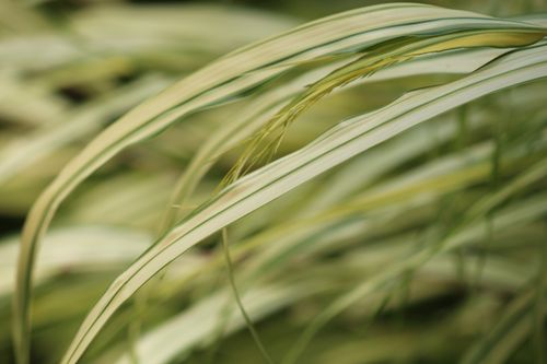 Free Detailed close-up of variegated grass blades with soft focus, showcasing natural textures. Stock Photo