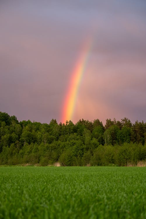 Bright rainbow shining over lush abundant trees and grassy lawn in overcast day