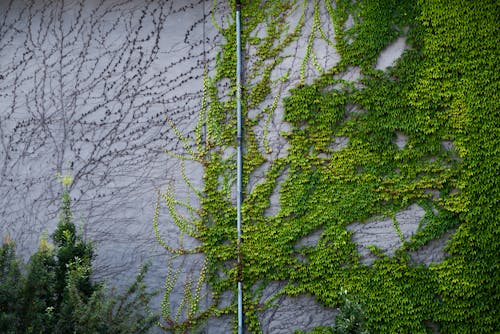 Free Wall and water pipe covered with lush green foliage of crawling ivy plant Stock Photo