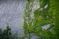 Wall and water pipe covered with lush green foliage of crawling ivy plant