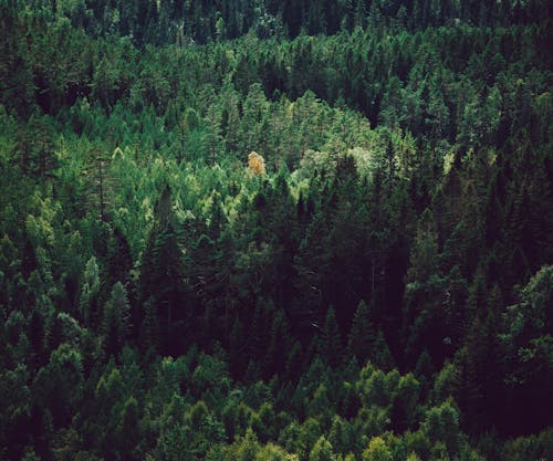 Drone view of lush fir trees and pines growing in woodland in daylight