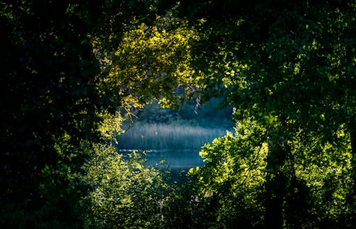 Lake Seen through Lush Foliage