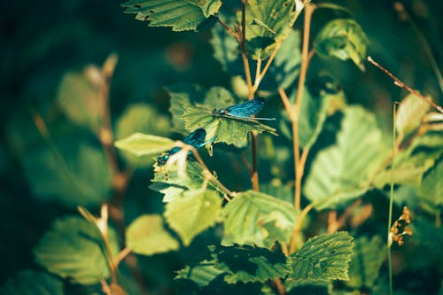 Základová fotografie zdarma na téma hmyz, léto, listoví