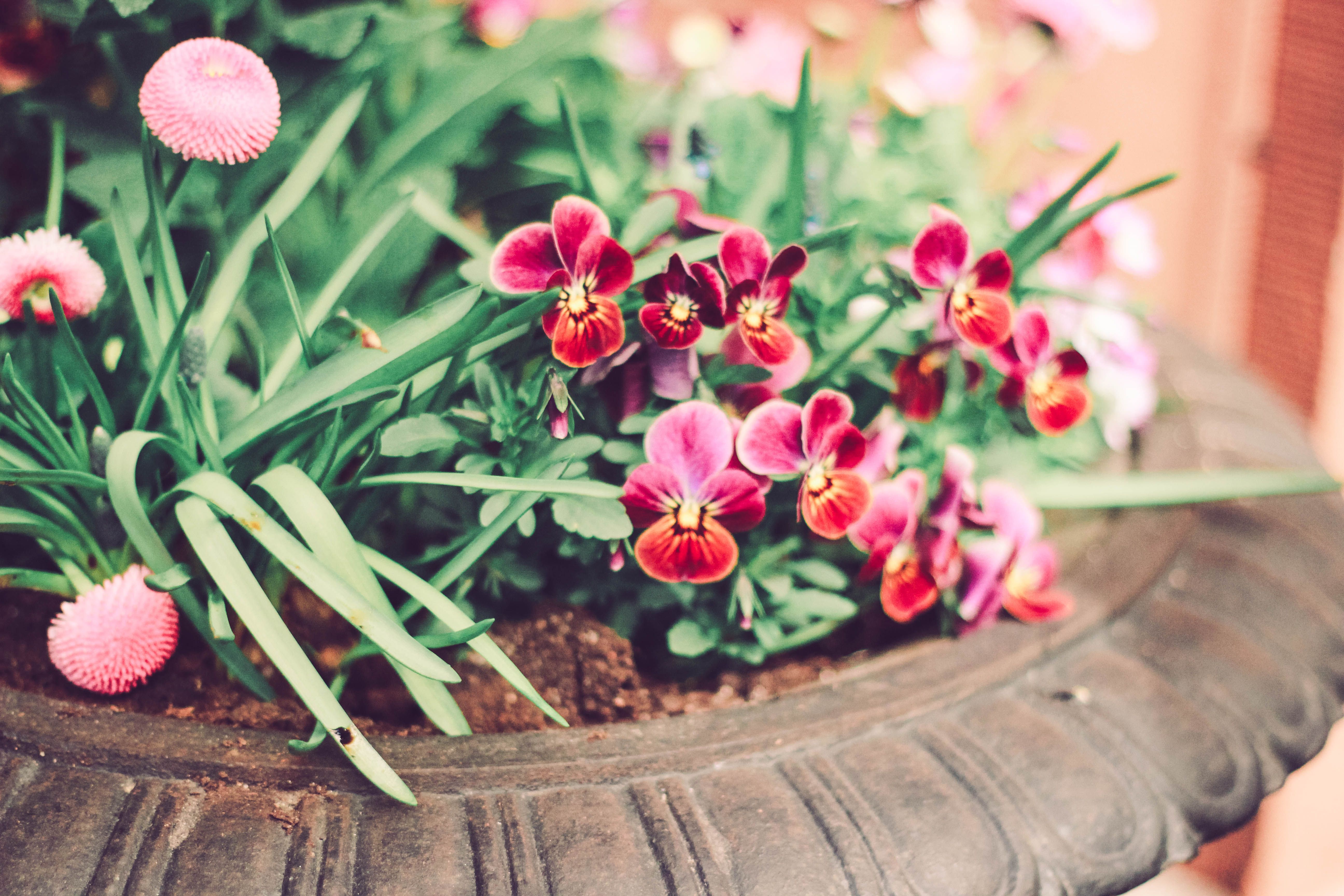 Vivid pansies and pink flowers in a decorative garden pot, capturing the essence of spring.