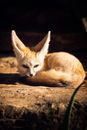 Brown Fox Lying on Brown Soil