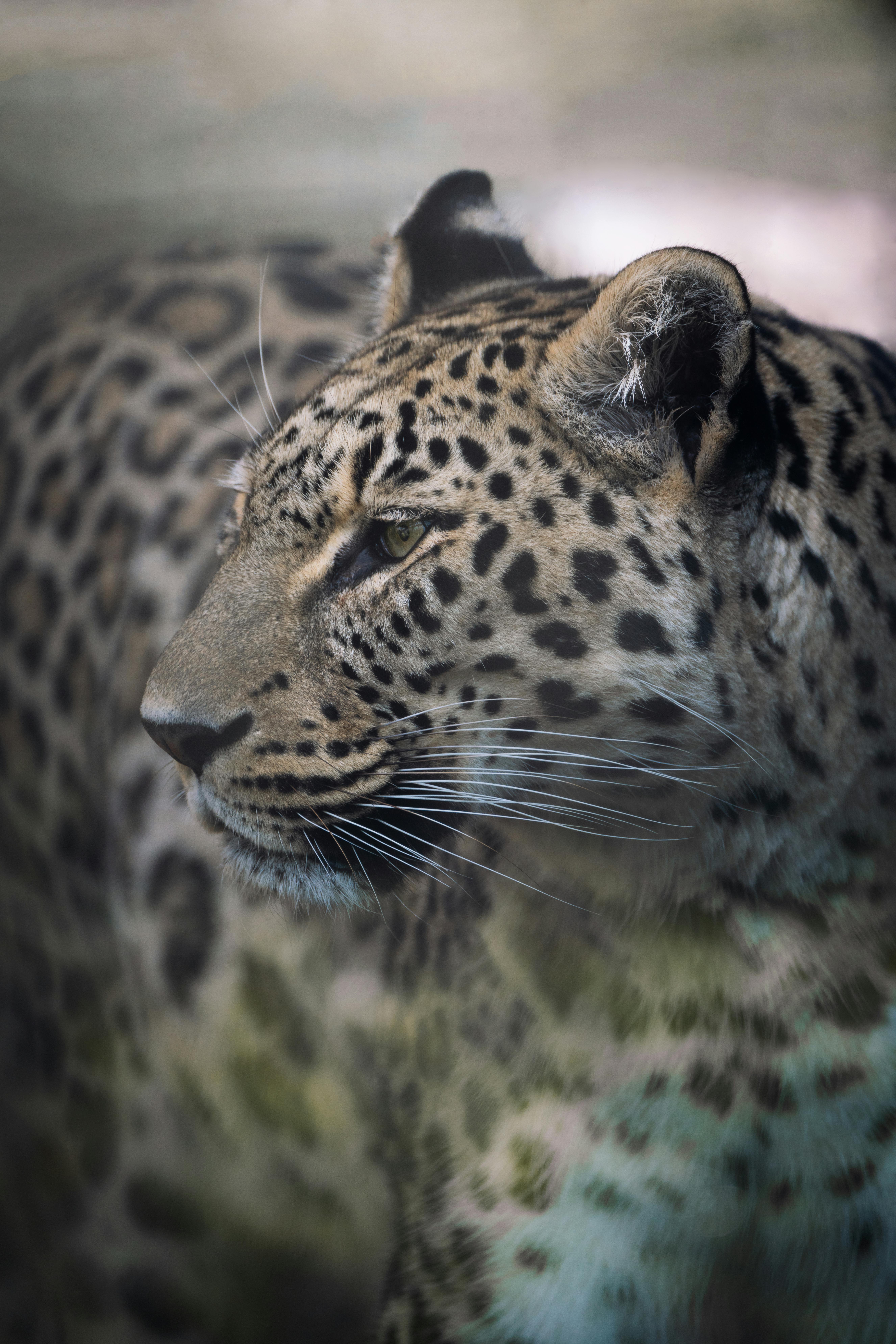 A fierce and captivating close-up of a leopard in the wild, showcasing its striking spots and intense gaze.