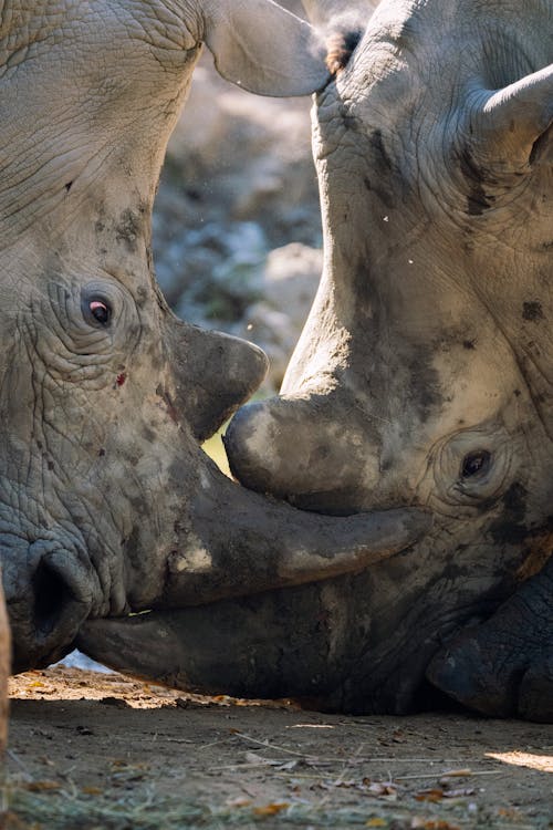 Free Two Gray Rhinoceros Stock Photo