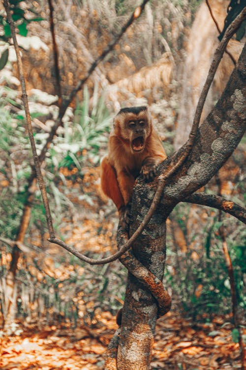 Free A Capuchin Monkey on a Tree Branch Stock Photo