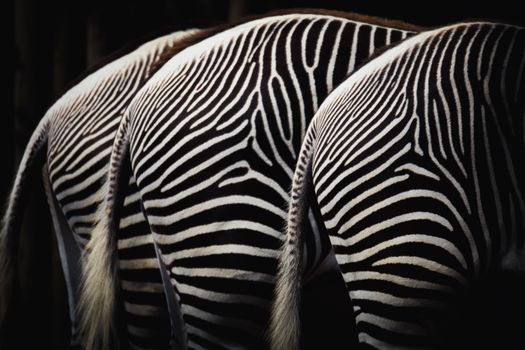 Artistic shot showcasing the black and white stripes of zebras in a wildlife setting.