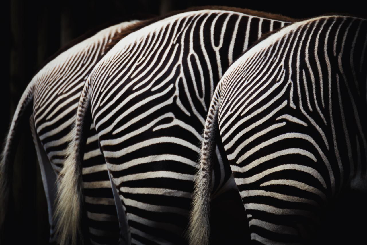 artistic shot showcasing the black and white stripes of zebras in a wi