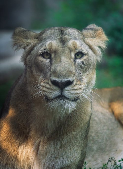 Close-Up View of a Lion