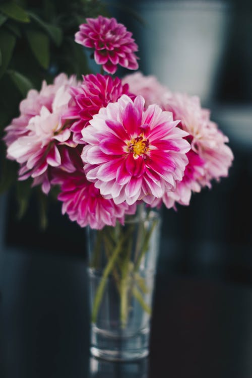 Gratis Bunga Merah Muda Di Vas Foto Stok