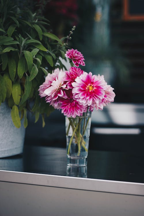 Pink Petaled Flowers