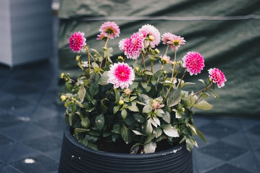 Beautiful pink dahlias in a black planter add a splash of color and charm to any garden space.