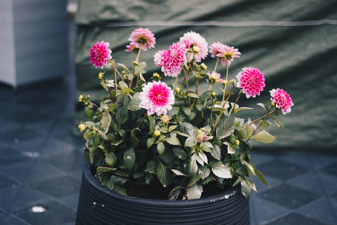 8 Amazing Balcony Plants to Turn Your Space Into a Paradise 3 Clustered Pink Petal Flower Plant On Black Pot balcony plants ideas