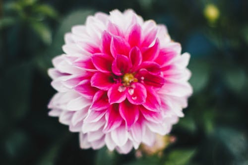 무료 분홍색과 흰색 카네이션 꽃의 매크로 사진 스톡 사진