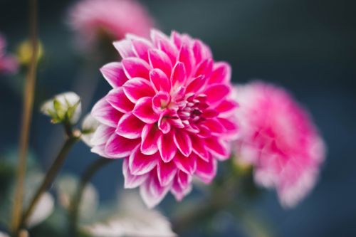 Free Close-up of a vivid pink dahlia in full bloom with blurred background. Stock Photo