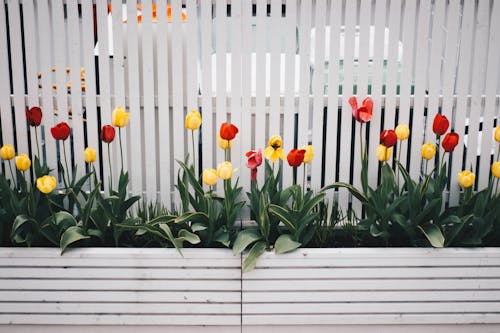 Planta De Flor De Tulipán Amarillo Y Rojo Junto A La Valla Blanca