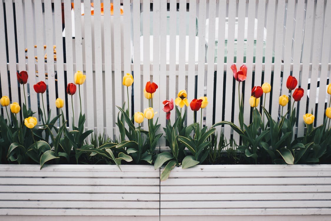 白いフェンスの横にある黄色と赤のチューリップの花の植物