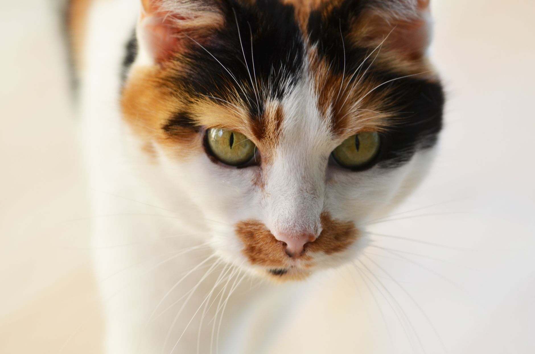 Veterinarian examining a cat during a checkup
