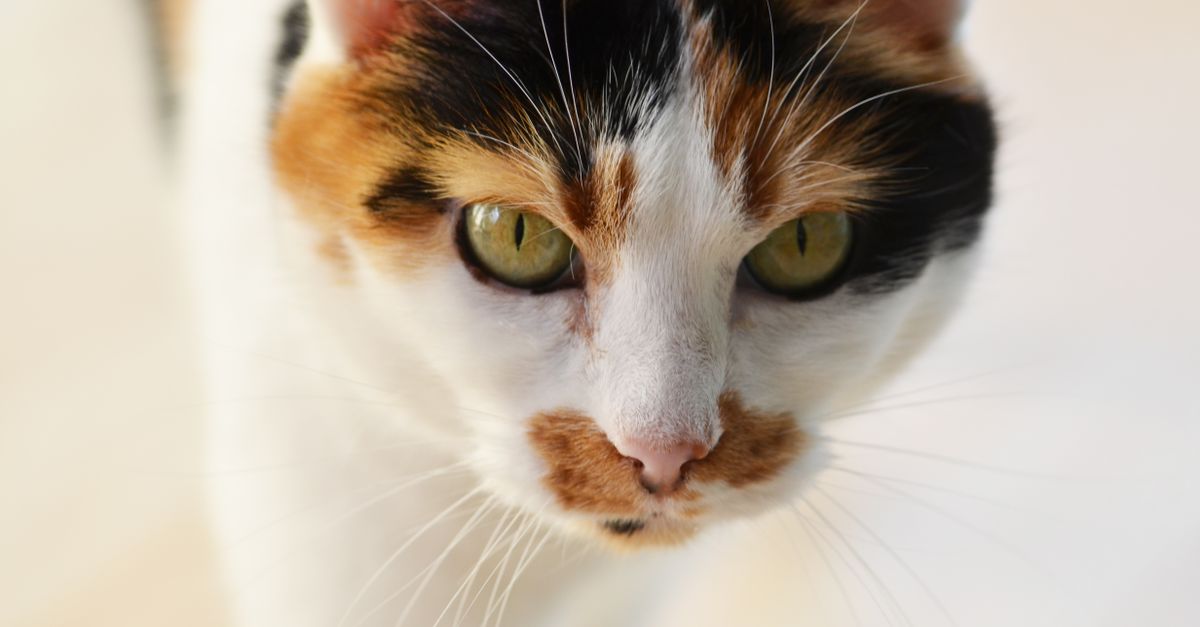 Why Does My Senior Cat Yowl at Night? Causes, Comfort Tips & When to Call the Vet