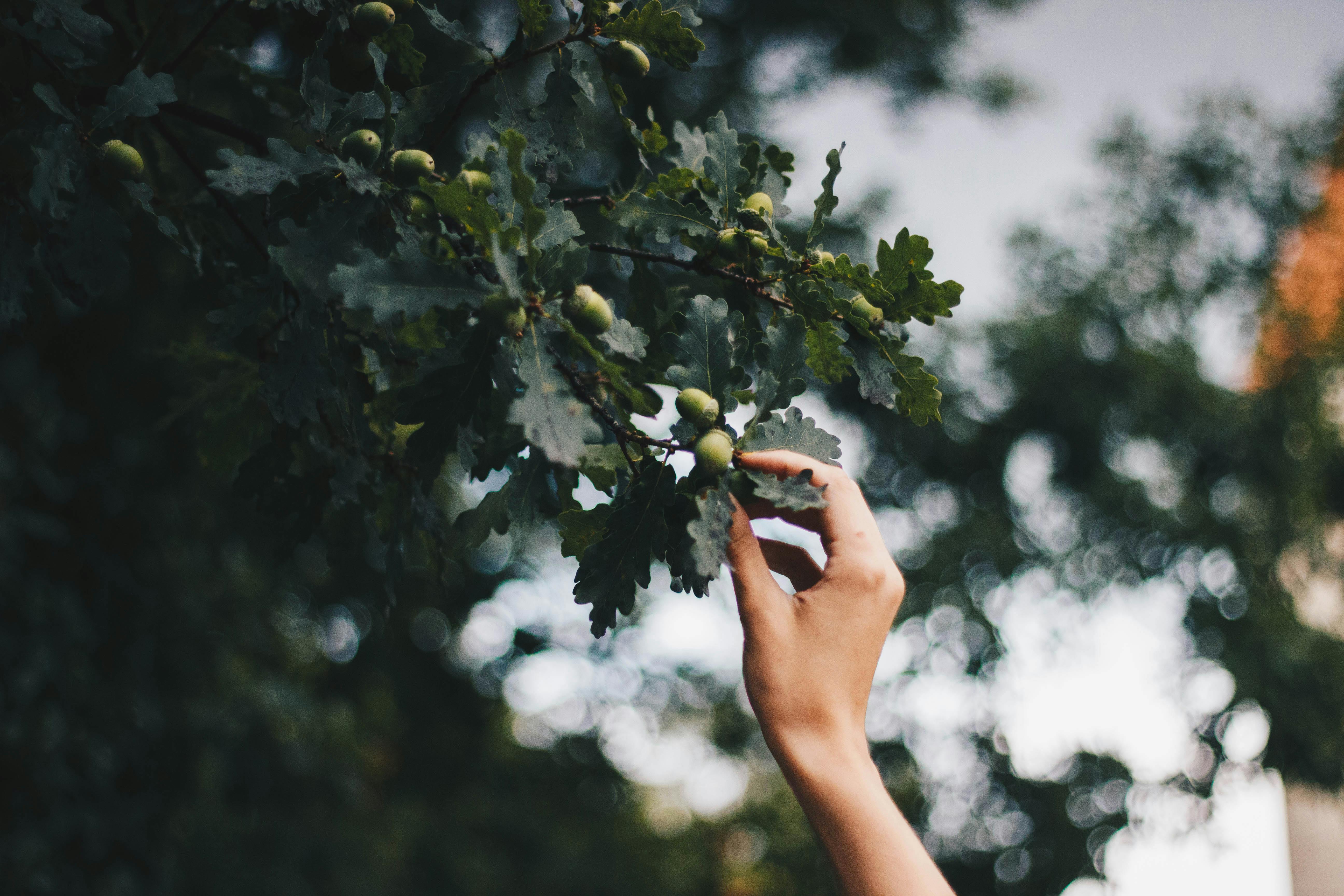 特写镜头：一只手伸向户外橡树枝，枝上长着橡子