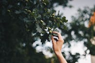 特写镜头：一只手伸向户外橡树枝，枝上长着橡子