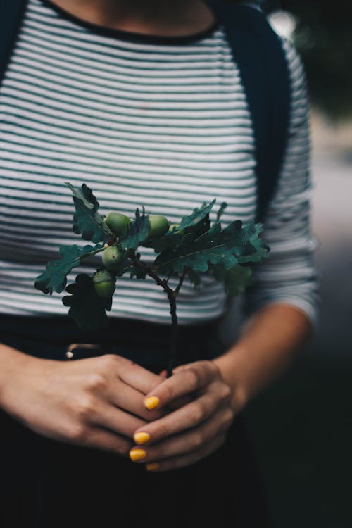 Free Selective Focus Photograph of Green Plant on Person's Hands Stock Photo