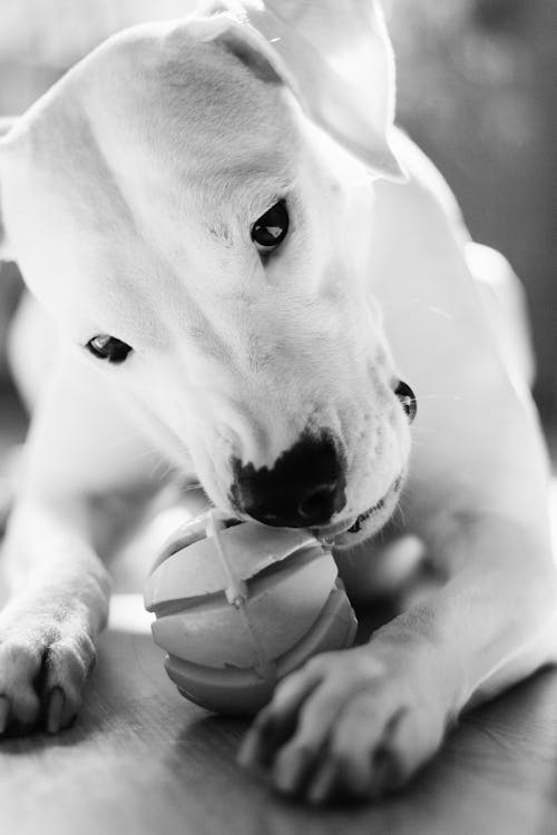 Grayscale Photo of a Dog Playing with a Toy