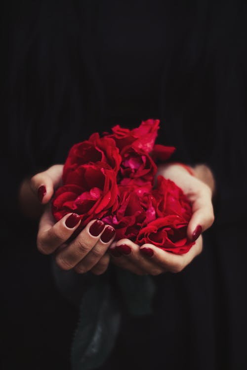 Unrecognizable female with red manicure demonstrating bunch of fresh red rose buds on black background