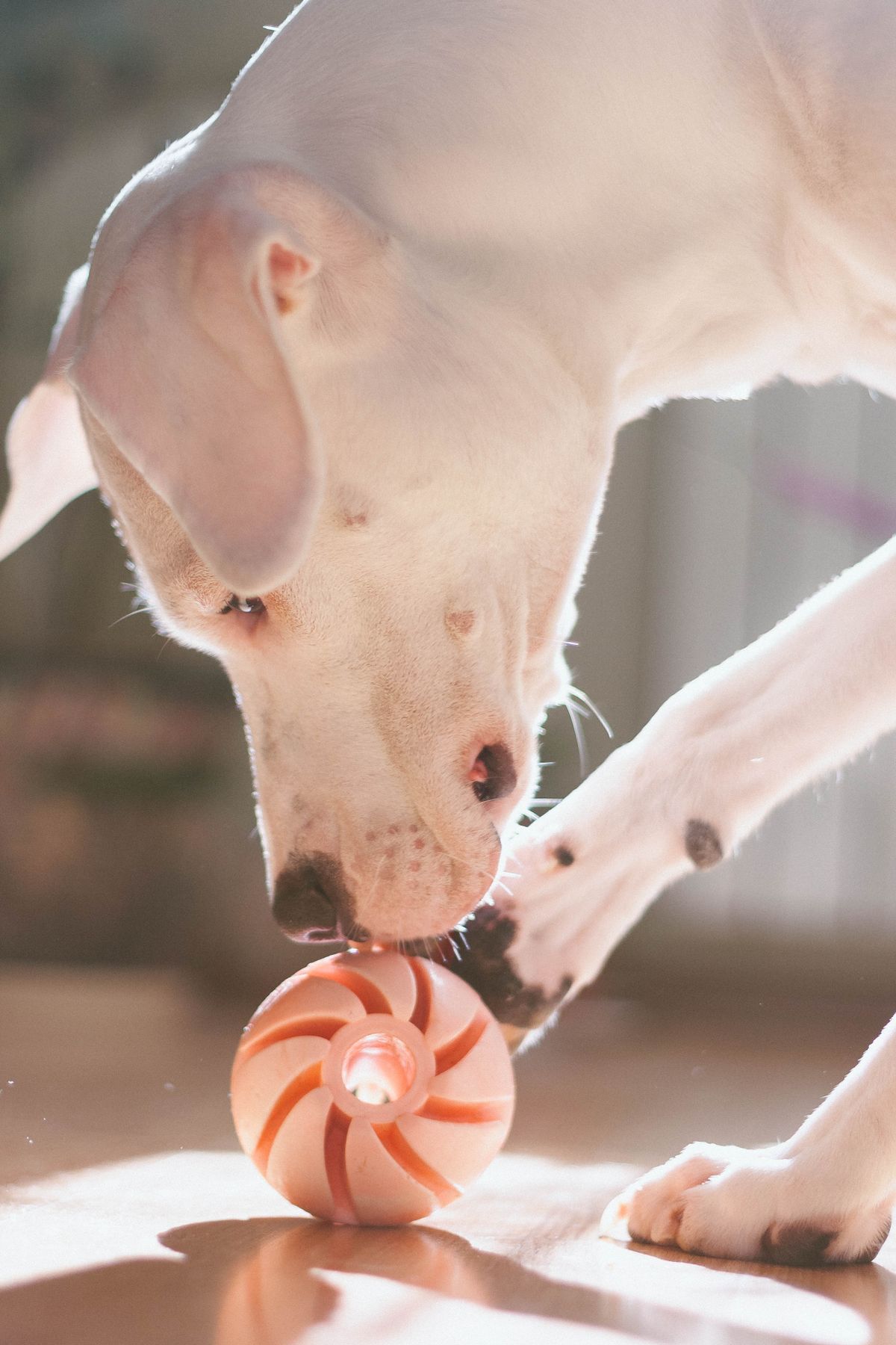 Dog playing with a toy ball indoors