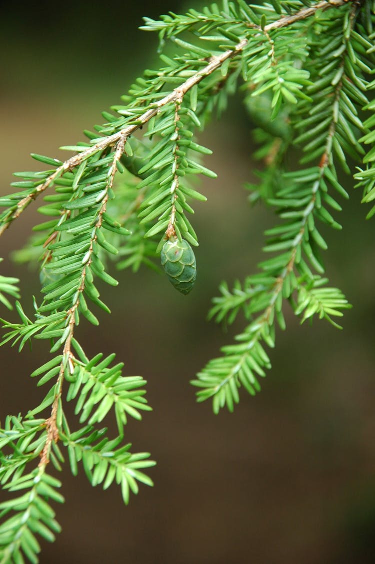 Close-Up Shot Of Grand Fir Leaves