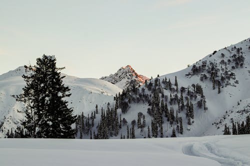 Free Snow Covered Mountain Stock Photo