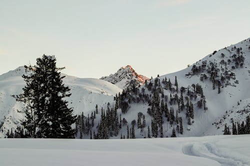 Foto profissional grátis de árvores, cênico, clima