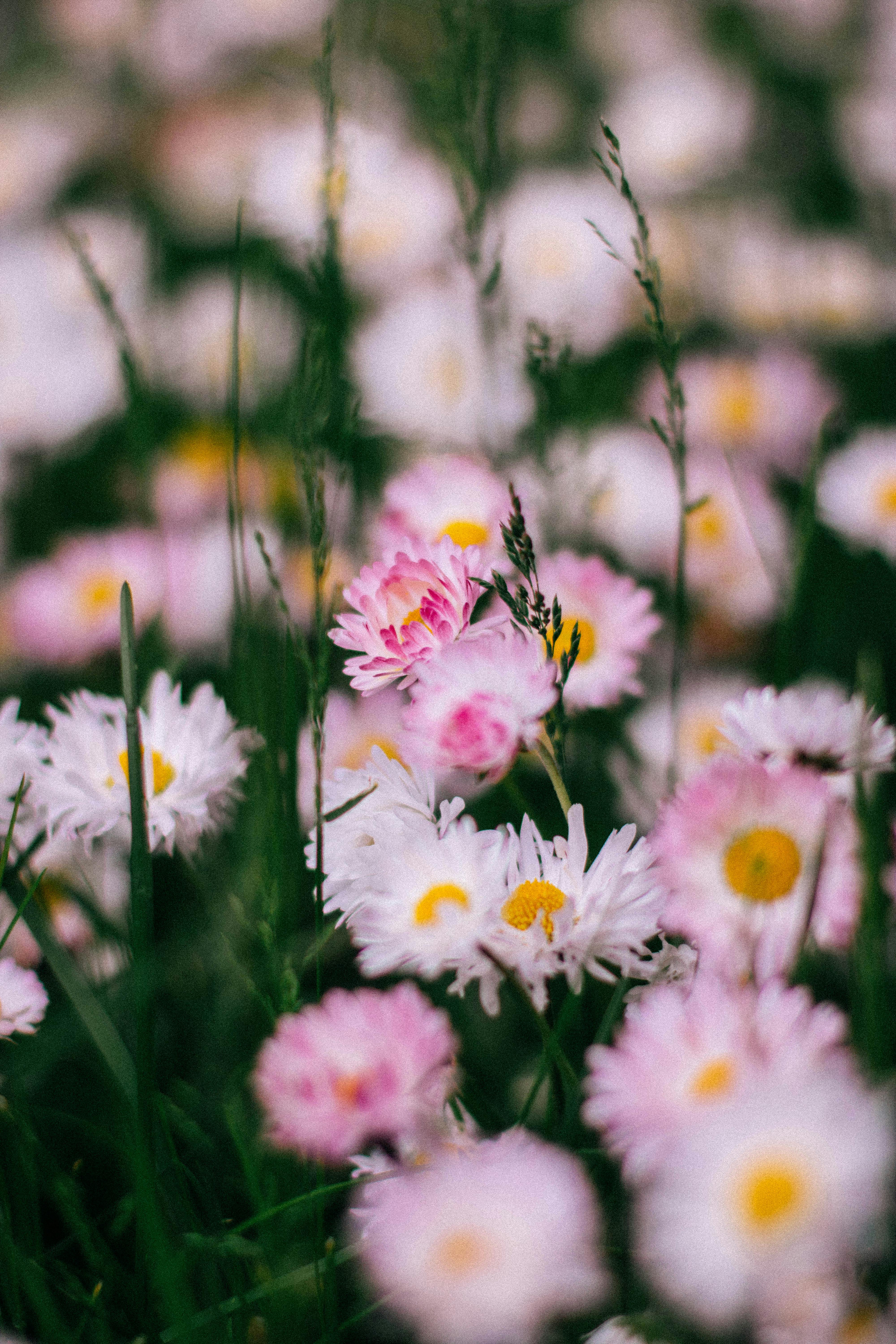 White and Purple Flowers in Tilt Shift Lens · Free Stock Photo