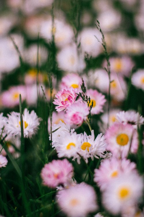 Free Glade of blooming white and pink flowers of daisy perennial among green grass on summer day in countryside Stock Photo