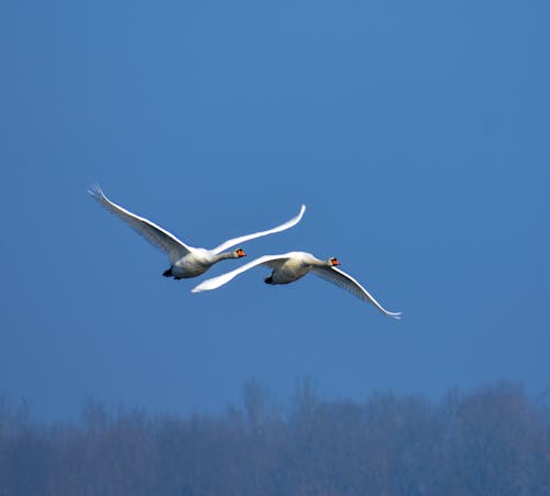 Free Two White Birds Flying Stock Photo