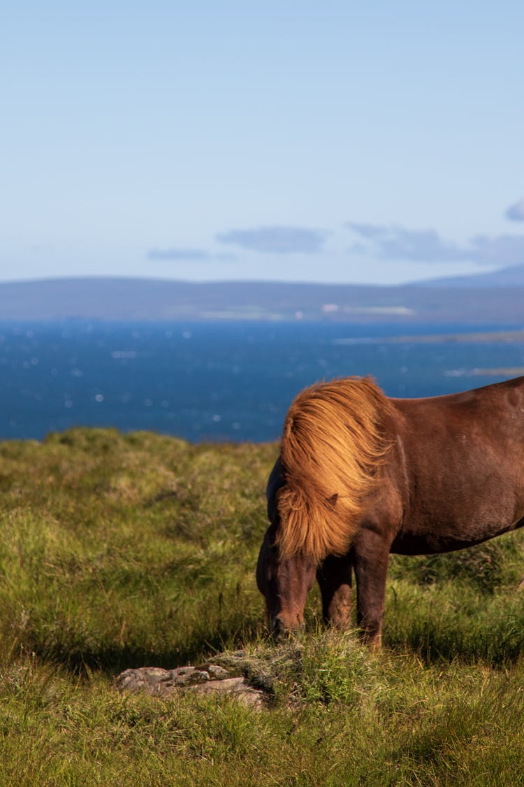 Photo Of A Brown Horse Eating Green Grass