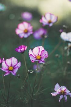 在宁静的花园中，盛开的彩色宇宙花特写镜头展示了充满活力的花瓣