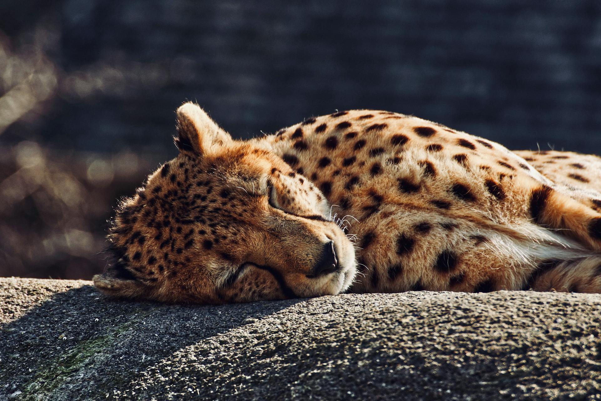 Cheetah Lying on Gray Concrete Floor