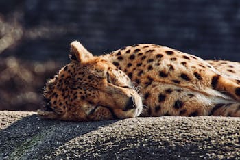 Cheetah Lying on Gray Concrete Floor